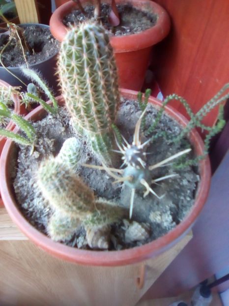  - CACTUSI si SUCULENTE