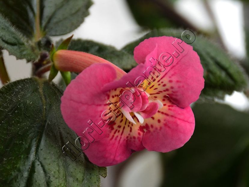 ×Achimenantha Star Tracker - ACHIMENES III