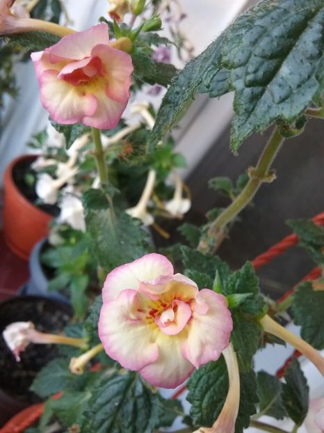  - LIMONCELLO pierdut