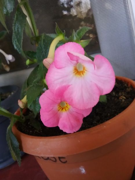  - Vie en Rose