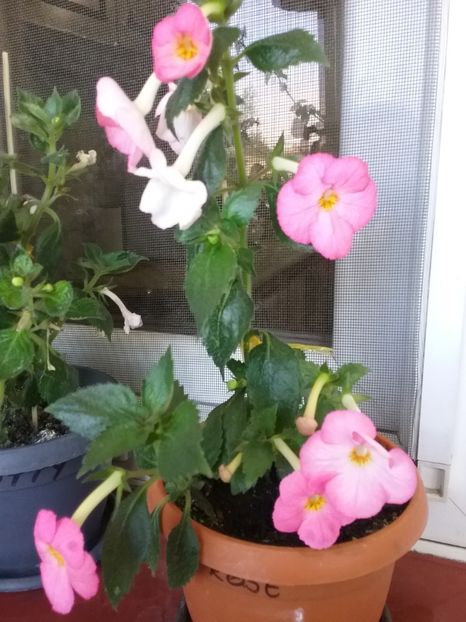  - Vie en Rose