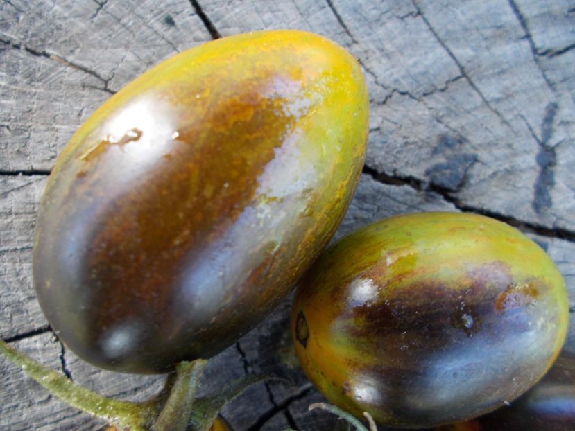  - SEMINTE ROSII - T 393 BRADD ATOMIC GRAPE