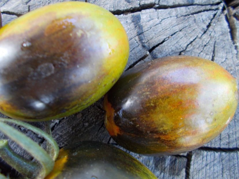  - SEMINTE ROSII - T 393 BRADD ATOMIC GRAPE