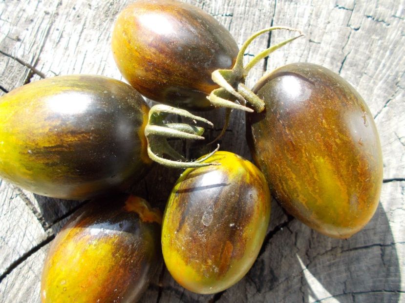  - SEMINTE ROSII - T 393 BRADD ATOMIC GRAPE