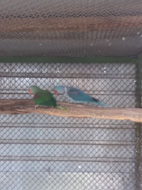  - Marele si Micul Alexandru