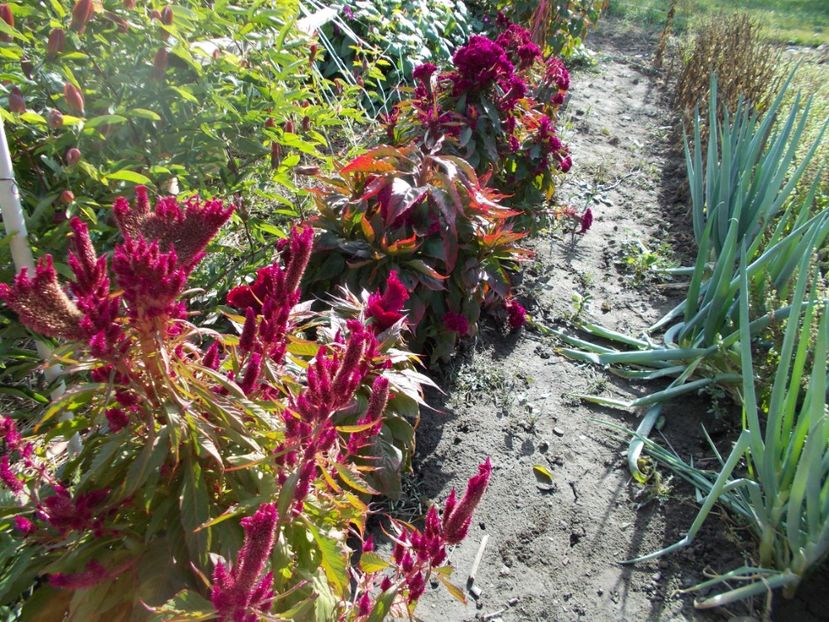  - SEMINTE CREASTA COCOSULUI - D 127 CELOSIA CRISTATA DRACULA