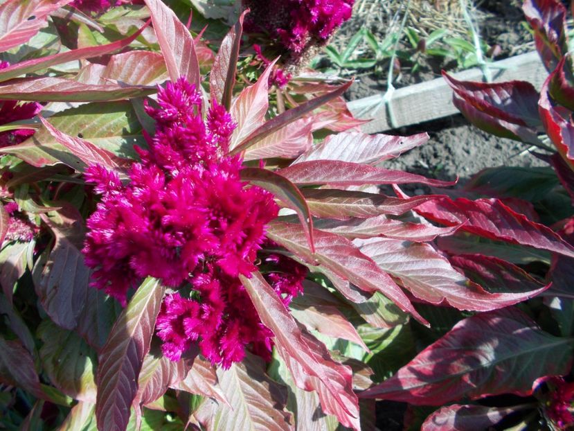  - SEMINTE CREASTA COCOSULUI - D 127 CELOSIA CRISTATA DRACULA