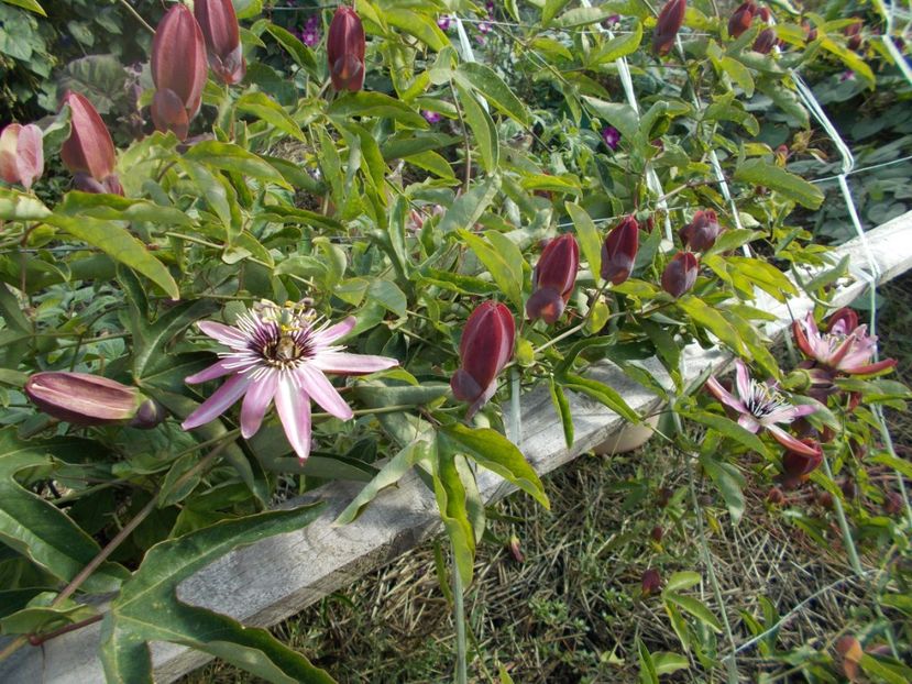  - Z SEMINTE PASSIFLORA -