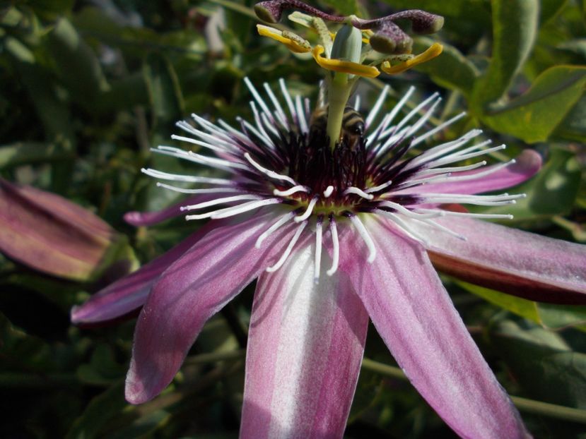  - Z SEMINTE PASSIFLORA -