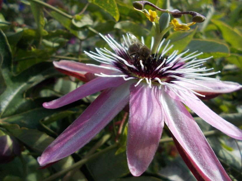  - Z SEMINTE PASSIFLORA -