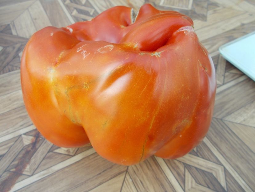  - SEMINTE ROSII - T 317 PROVENZANO