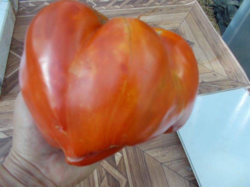  - SEMINTE ROSII - T 317 PROVENZANO