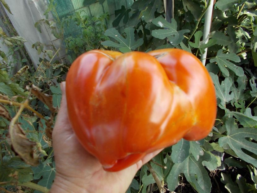  - SEMINTE ROSII - T 317 PROVENZANO