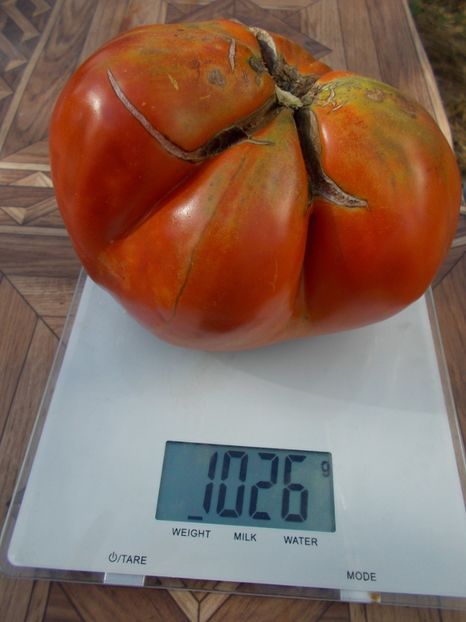  - SEMINTE ROSII - T 317 PROVENZANO