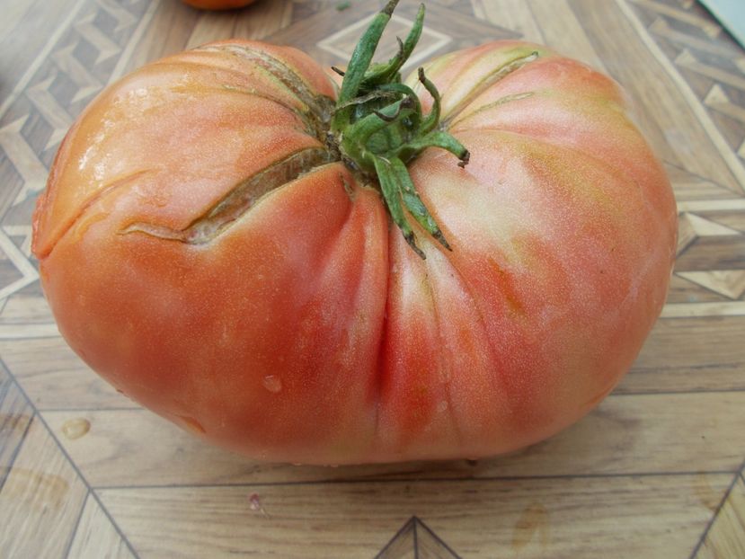  - SEMINTE ROSII - T 347 BOUDYO