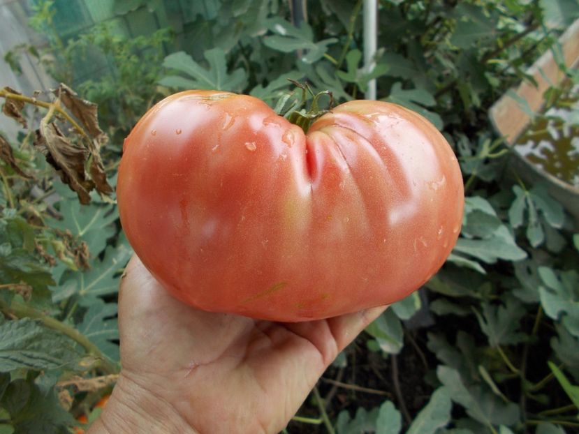  - SEMINTE ROSII - T 347 BOUDYO