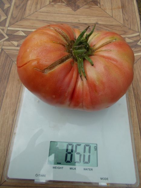  - SEMINTE ROSII - T 347 BOUDYO