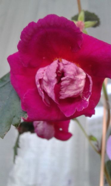 20191001_074242-fir - Achimenes 17 09 2016789