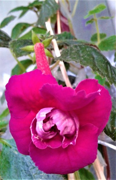 20191001_074145-fir-4 - Achimenes 17 09 2016789