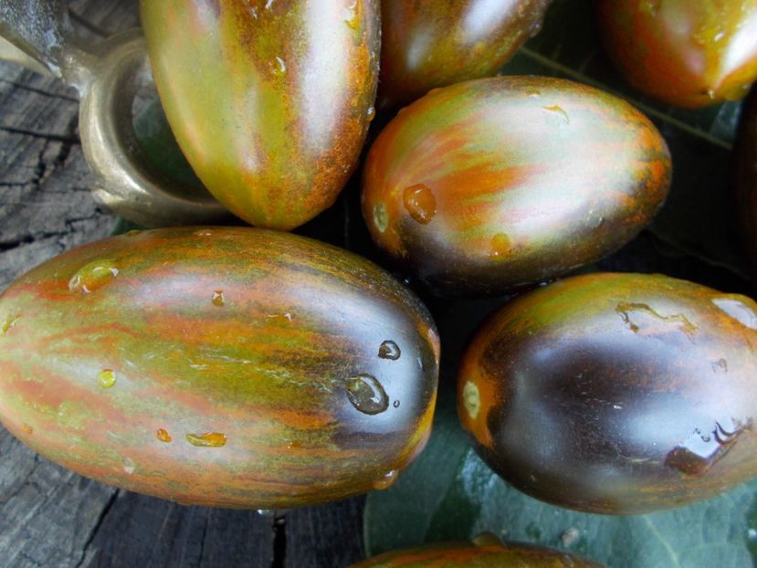  - SEMINTE ROSII - T 393 BRADD ATOMIC GRAPE