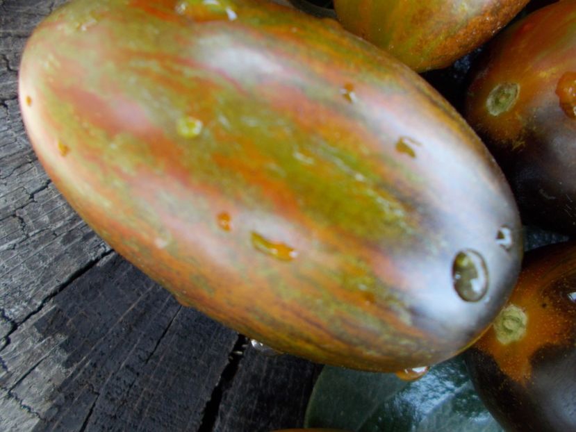  - SEMINTE ROSII - T 393 BRADD ATOMIC GRAPE