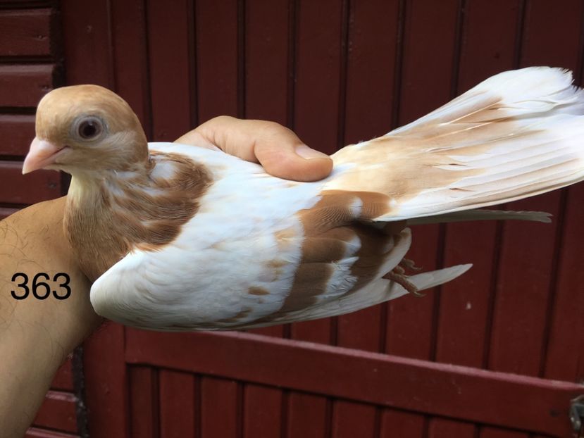 B1B4339F-EF0A-465B-A41B-18E93F1C878B - gagii si topiti si bragagii