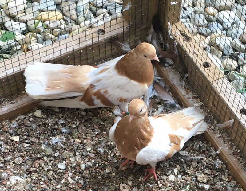 BE45BAAF-F102-4F26-8F8D-257E471059D9 - gagii si topiti si bragagii