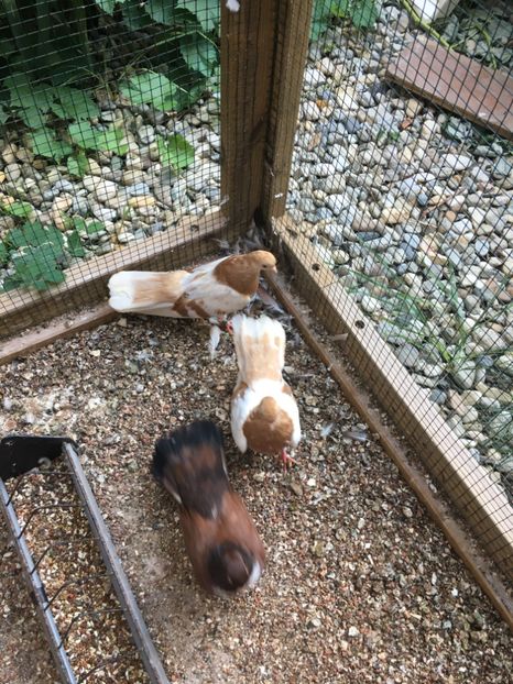 D0121800-4D61-4957-A219-08E1A60BA867 - gagii si topiti si bragagii