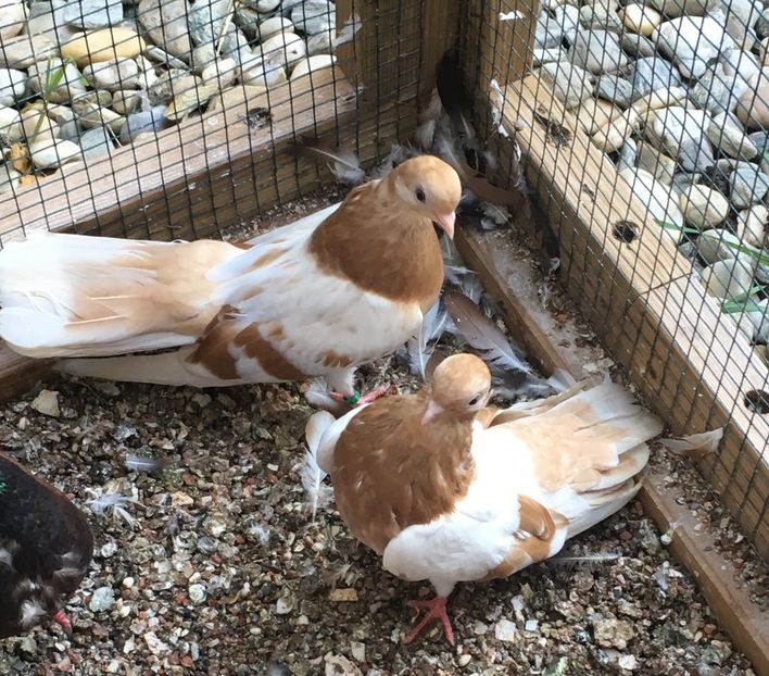 1402F8D2-44CD-4021-8D3C-BFD97090D1F2 - gagii si topiti si bragagii