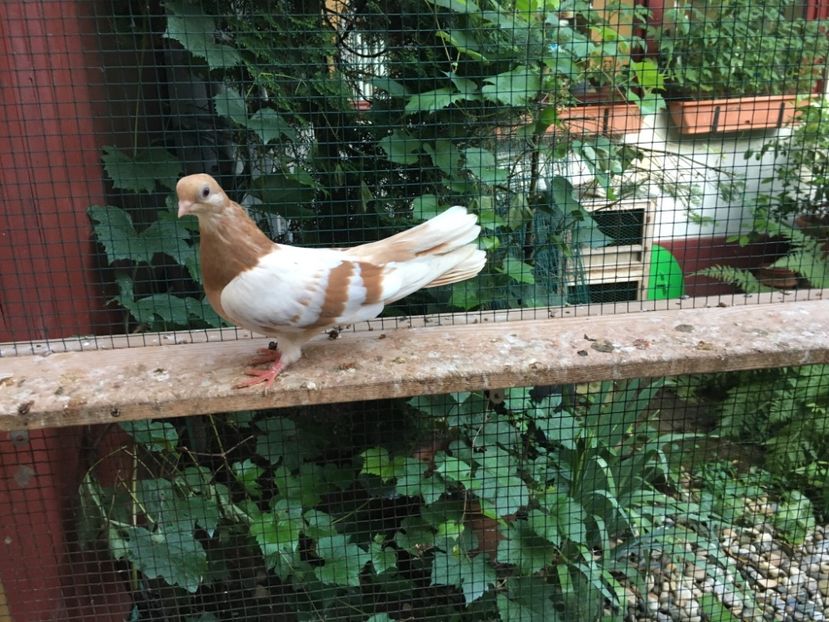 DAE370A8-7809-404F-96A2-25305CA762BA - gagii si topiti si bragagii