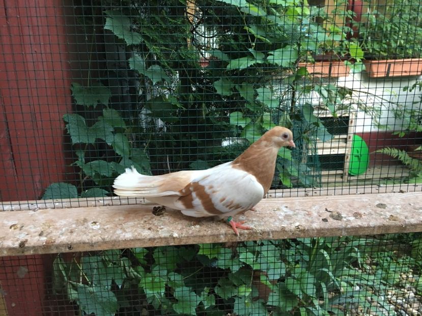 EF08042D-FB9F-4940-A0D9-5F8DF9EE713C - gagii si topiti si bragagii