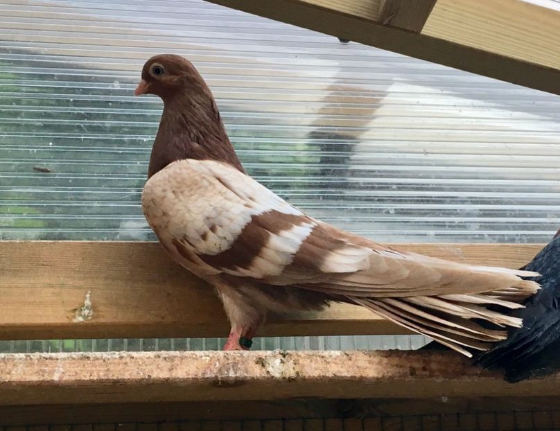 78046E4E-D4AB-4992-AC69-3CACE41C061C - gagii si topiti si bragagii