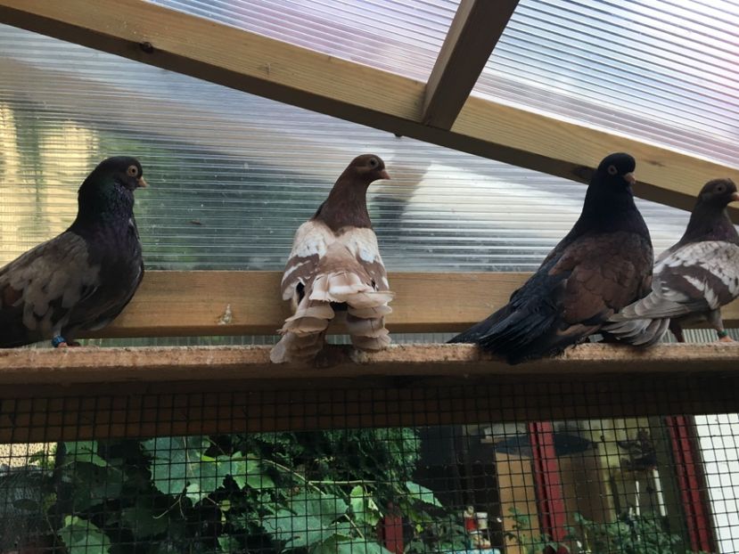 61B21B10-A413-4E22-8784-6486B3386EF6 - gagii si topiti si bragagii