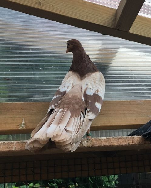 5C1563EE-4B1B-4CC0-B43D-59B46B089D2D - gagii si topiti si bragagii