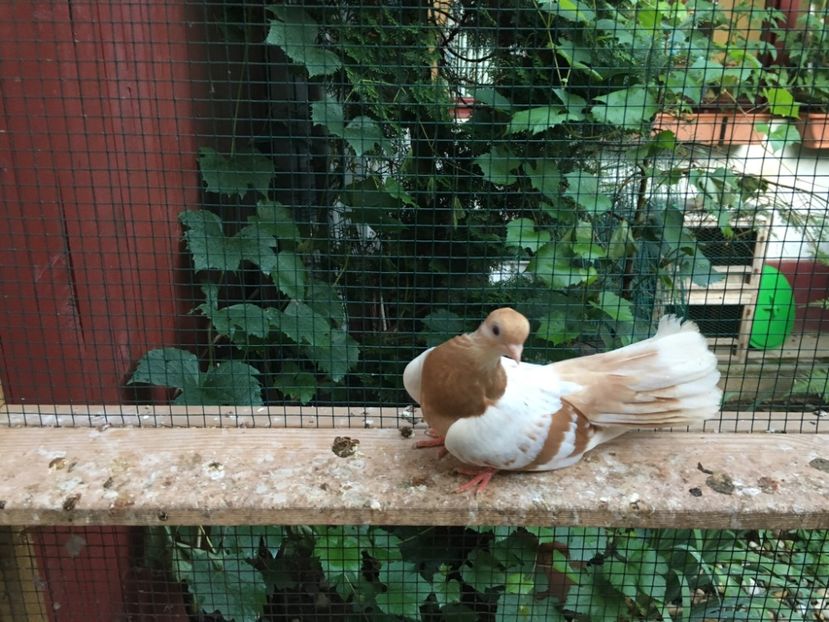 4B477D29-C971-402A-81D3-112B2EE5C44A - gagii si topiti si bragagii