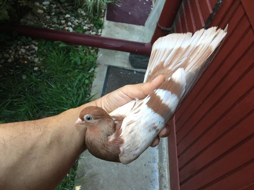 F251EECC-CF96-4949-AD59-452155C5202E - gagii si topiti si bragagii