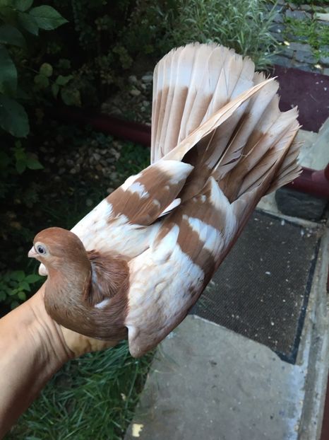 D717F15F-7E86-4DE5-9560-BDACF805E244 - gagii si topiti si bragagii