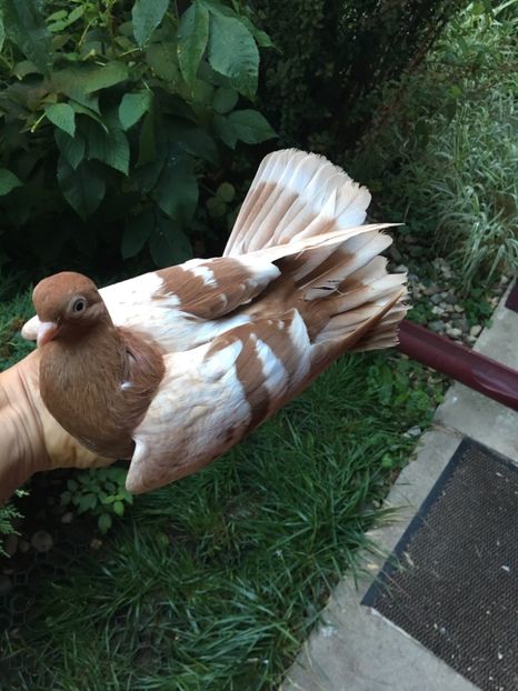 9BA02843-88C7-4ED0-B965-3208E6BFD4CE - gagii si topiti si bragagii