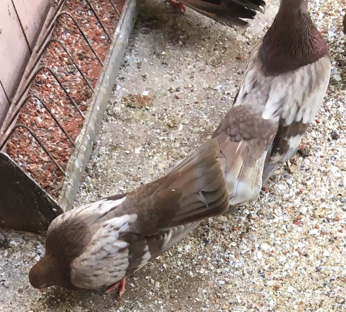 949D2423-C673-4551-BACA-F857029BE56F - gagii si topiti si bragagii