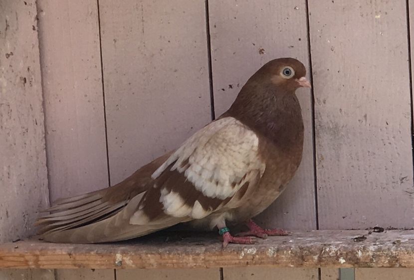 E1DF5DBA-17FA-4A29-B055-3923667AFDF6 - gagii si topiti si bragagii