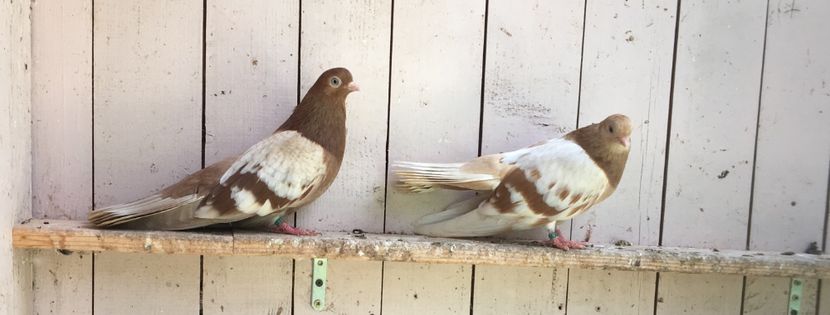 F0AAC67A-1427-4B00-852B-ECA220A35097 - gagii si topiti si bragagii