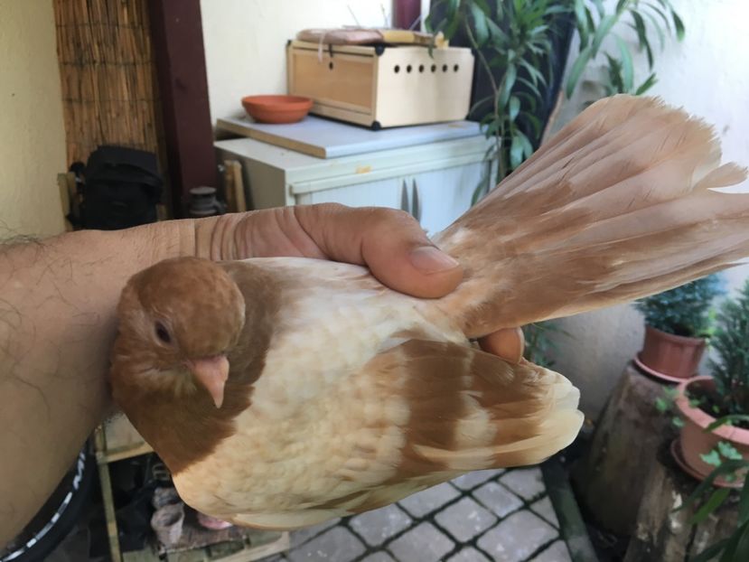 96702778-9550-4AD3-8046-B2F380034E33 - gagii si topiti si bragagii