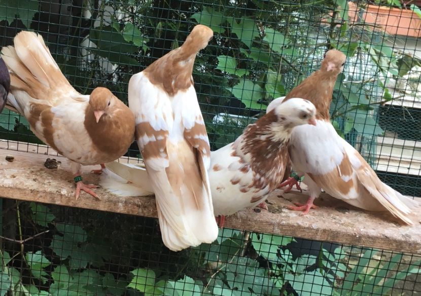 FE0F1FF6-E030-4BF0-B77F-BC51A9195BB6 - gagii si topiti si bragagii