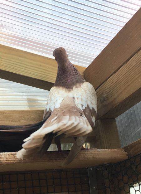 C4D0DEC3-6F2C-44EE-A43D-16B7594FFCD8 - gagii si topiti si bragagii