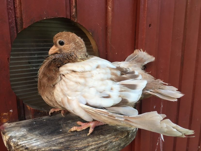 58D68162-5D44-4601-8C77-B016C0CB6AC3 - gagii si topiti si bragagii