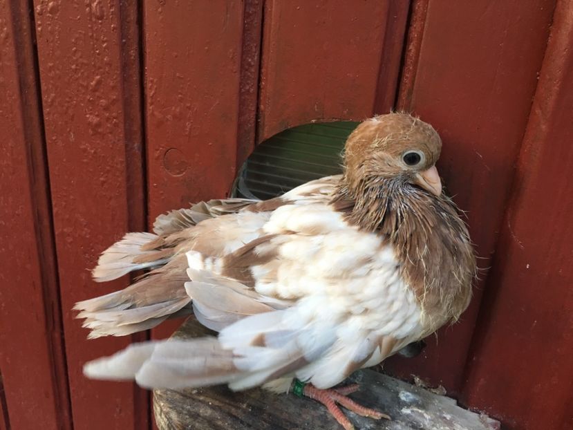 0BF26A9F-FB95-4395-ABA5-B2957BE932EF - gagii si topiti si bragagii