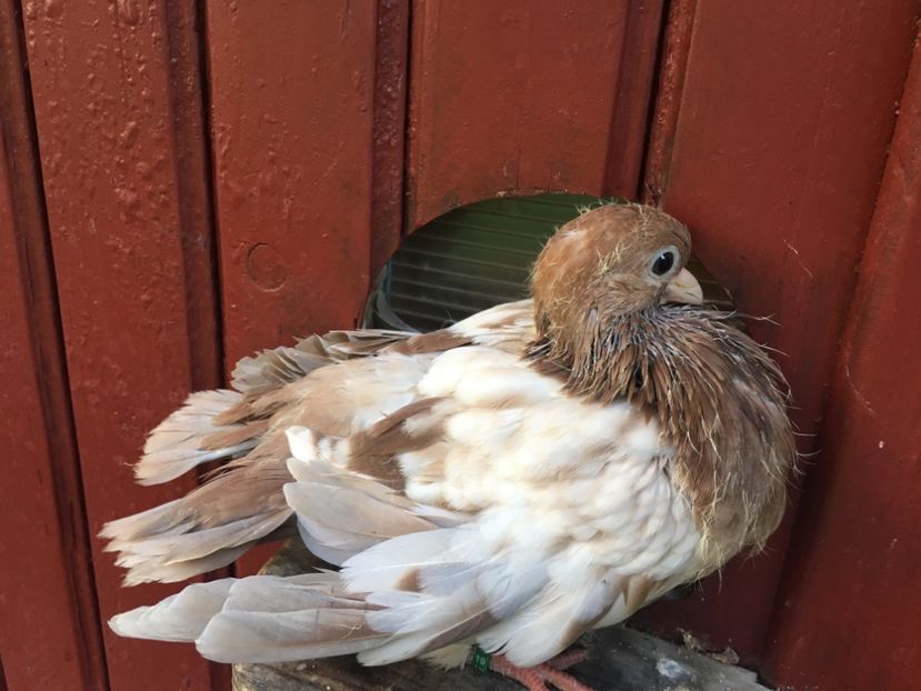 E3866EB9-B6EE-4101-A1A7-396888494D4F - gagii si topiti si bragagii