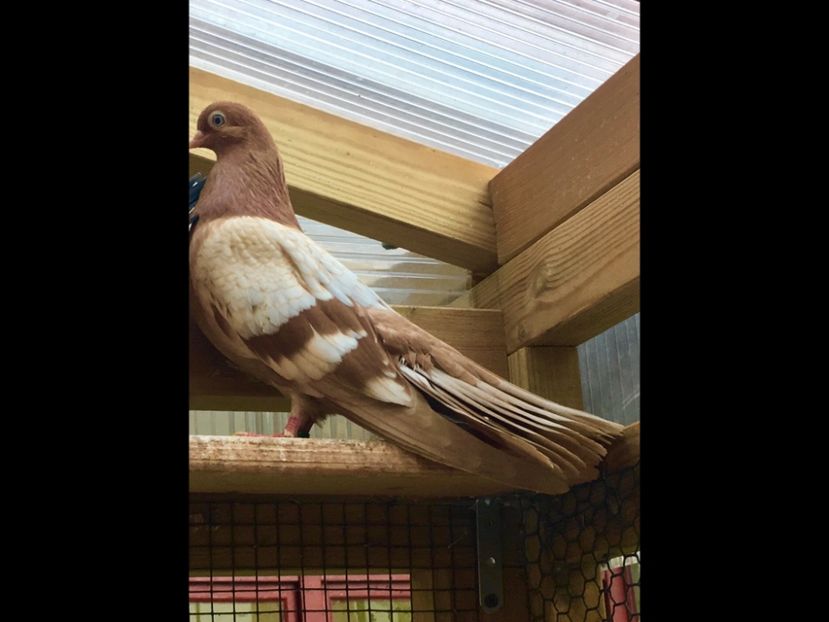 C96A6C60-EA3A-43D3-8638-9E320D8F19C4 - gagii si topiti si bragagii