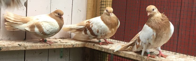 84038E5E-A0D7-4396-9281-288A2E3DFE61 - gagii si topiti si bragagii