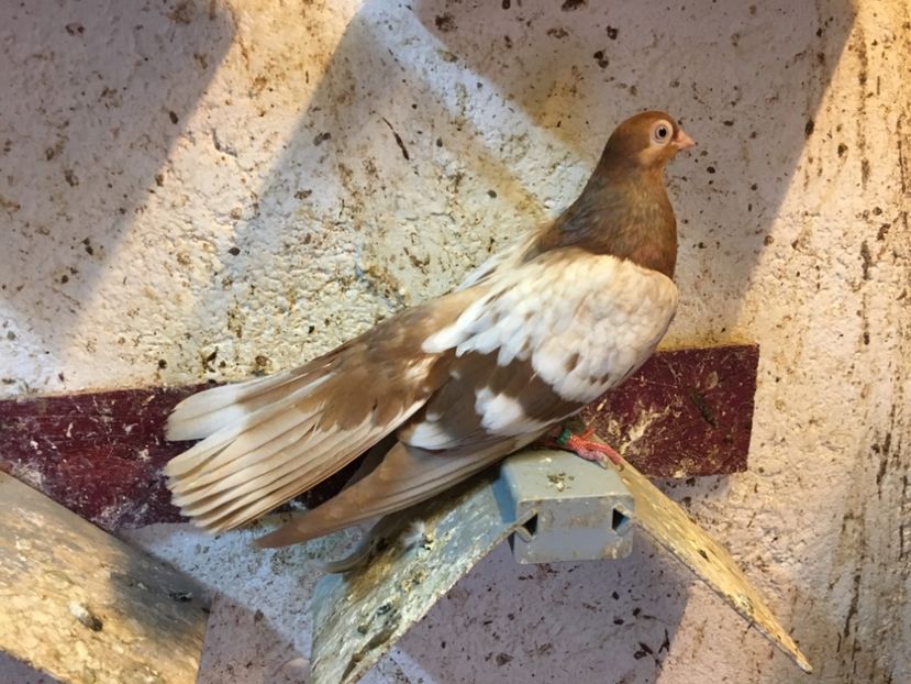 7EE23FC9-6B8B-4542-8B1C-B98BCD1F304B - gagii si topiti si bragagii